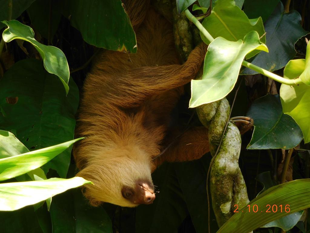 Casa Lina Sloth View Exotic Apartment With Privat Kitchen Puerto Viejo de Talamanca Exterior foto