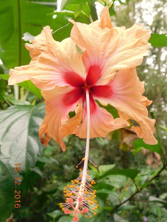 Casa Lina Sloth View Exotic Apartment With Privat Kitchen Puerto Viejo de Talamanca Exterior foto